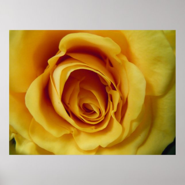 Póster Rosa (Frente)