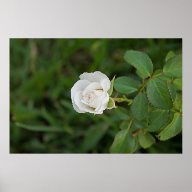 Póster Rosa (Frente)