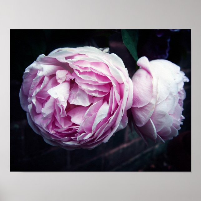 Póster Rosa (Frente)
