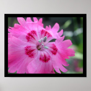 Póster Rosa