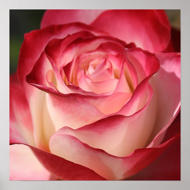 Póster Rosa (Frente)