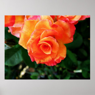 Póster rosa