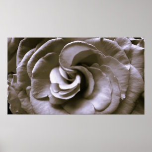 Póster Rosa,