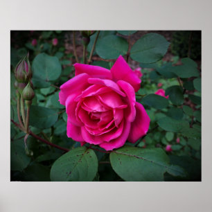 Póster Rosa,