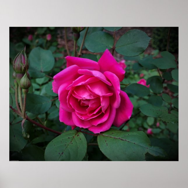 Póster Rosa, (Frente)