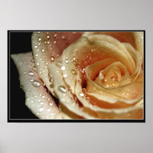 Póster Rosa