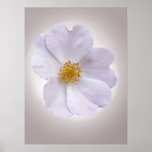 Póster rosa a morado