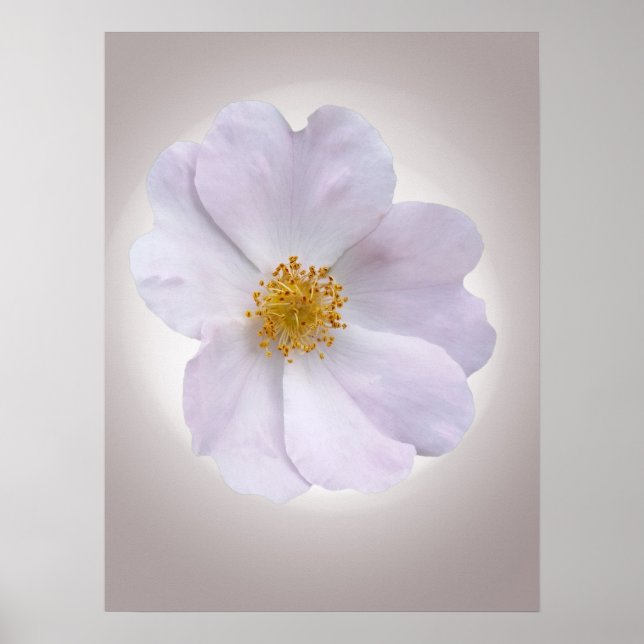 Póster rosa a morado (Frente)