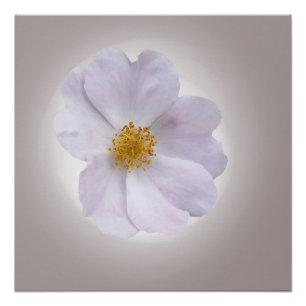 Póster rosa a morado
