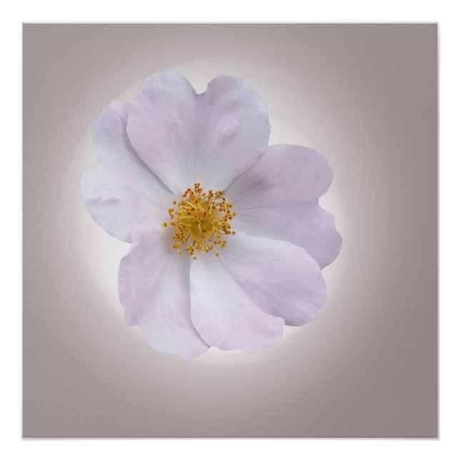 Póster rosa a morado (Anverso)
