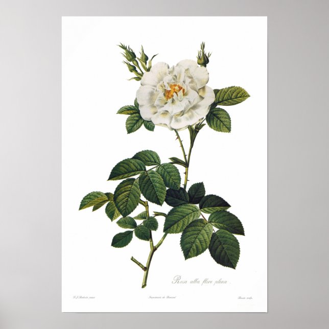 Póster Rosa alba flore plena (Frente)