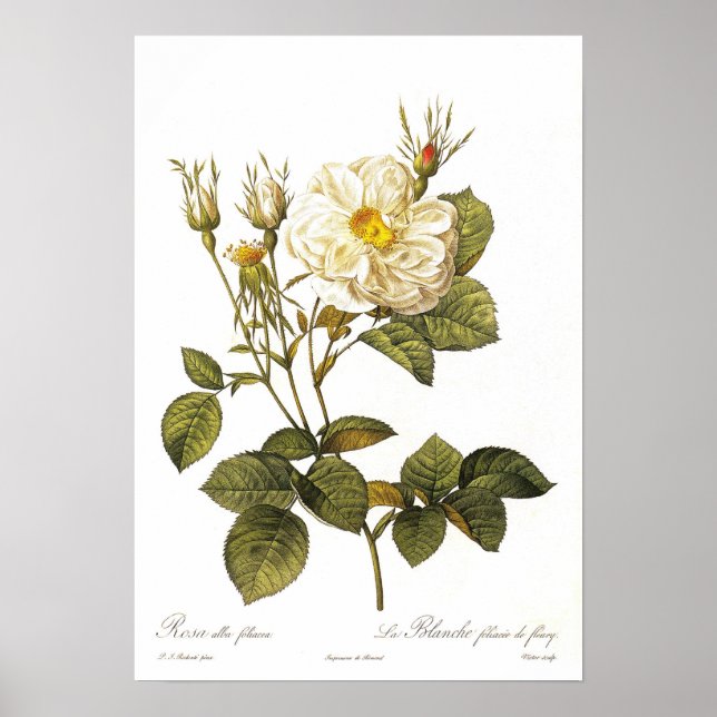 Póster Rosa alba foliacea (Frente)