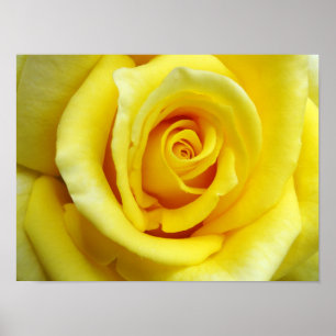 Póster Rosa amarilla