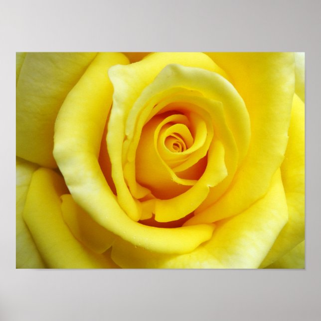 Póster Rosa amarilla (Frente)