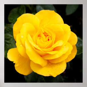 Póster Rosa Amarilla