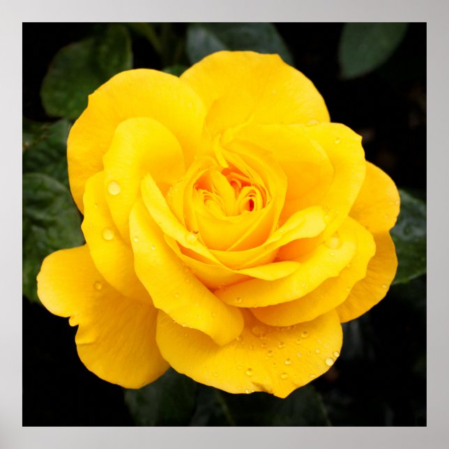 Póster Rosa Amarilla (Frente)