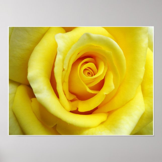 Póster Rosa amarilla (Frente)