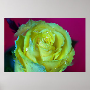 PÓSTER ROSA AMARILLA