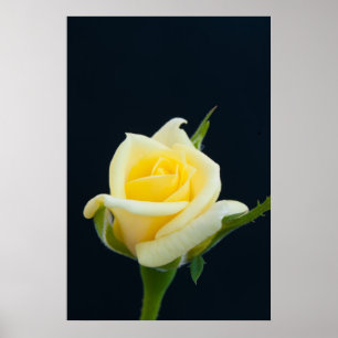 Póster Rosa amarilla en el fondo negro