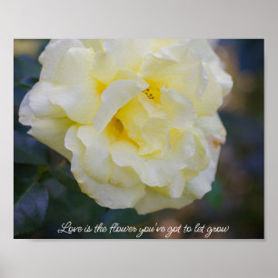 Póster Rosa amarilla pálida