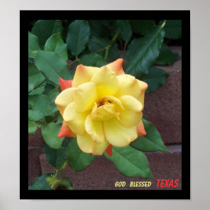 Póster Rosa amarillo de Tejas
