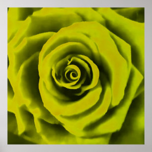 Póster Rosa amarillo grande