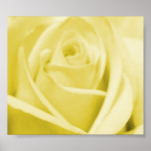 Póster Rosa amarillo sereno - poster/impresión