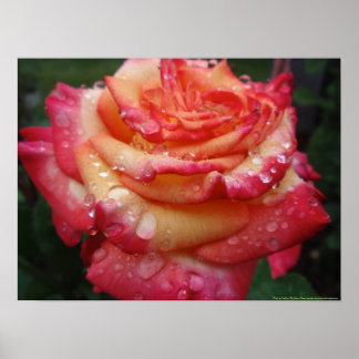 Póster Rosa arcoiris rosado a amarillo
