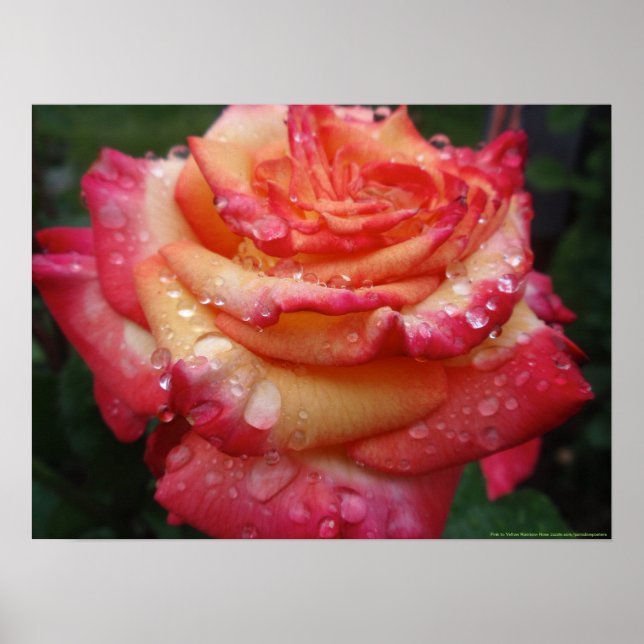Póster Rosa arcoiris rosado a amarillo (Frente)