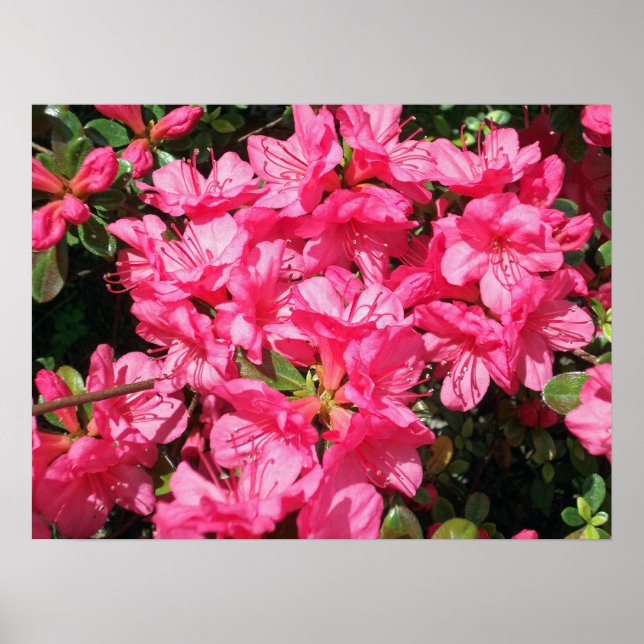 Póster Rosa Azalea (Frente)