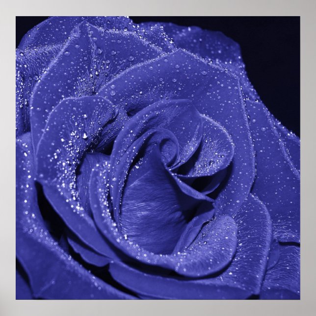 Póster Rosa azul