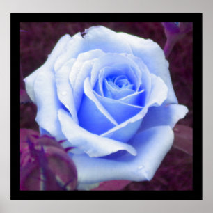 Póster Rosa azul bebé Poster