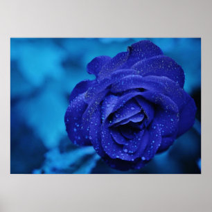 Póster Rosa azul con gotas de abrigo