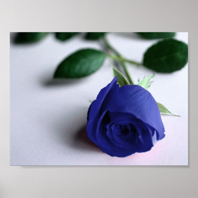 Póster Rosa azul - Poster (Frente)