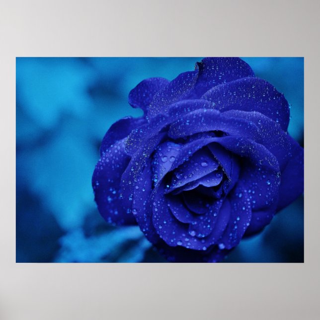 Póster Rosa azul Poster (Frente)
