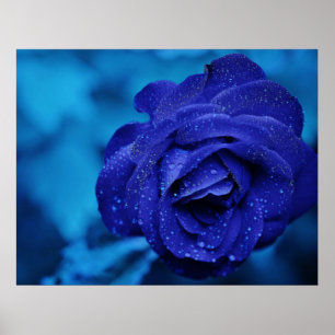 Póster Rosa azul rociado con gotas de excremento