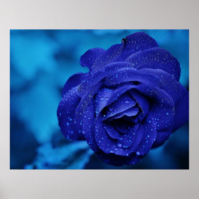 Póster Rosa azul rociado con gotas de excremento (Frente)