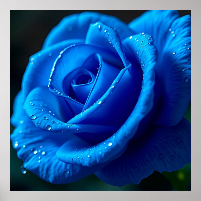 Póster Rosa azul vibrante con gotas de agua (Frente)