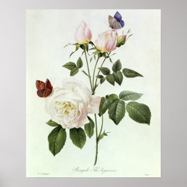 Póster Rosa: Bengale the Hymenes, from 'Les Roses' (Frente)