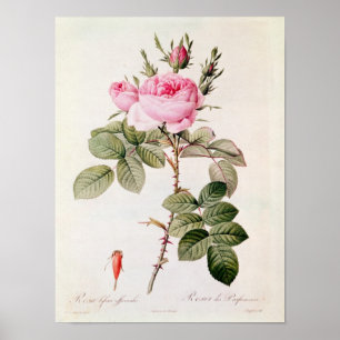 Póster Rosa Bifera Officinalis, de los 'rosas de Les
