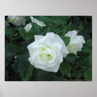 Póster Rosa blanca