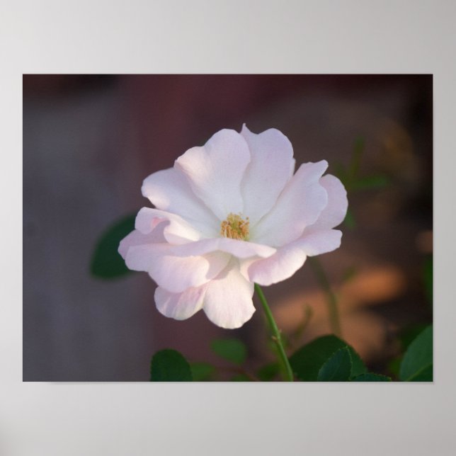 Póster Rosa blanca (Frente)