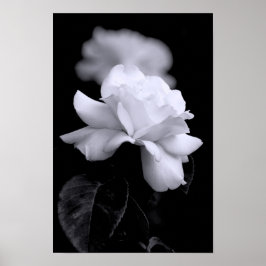 Póster Rosa Blanca