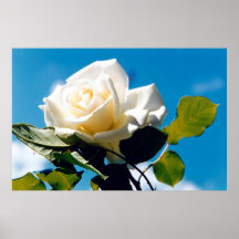 Rosa blanca bajo cielo azul