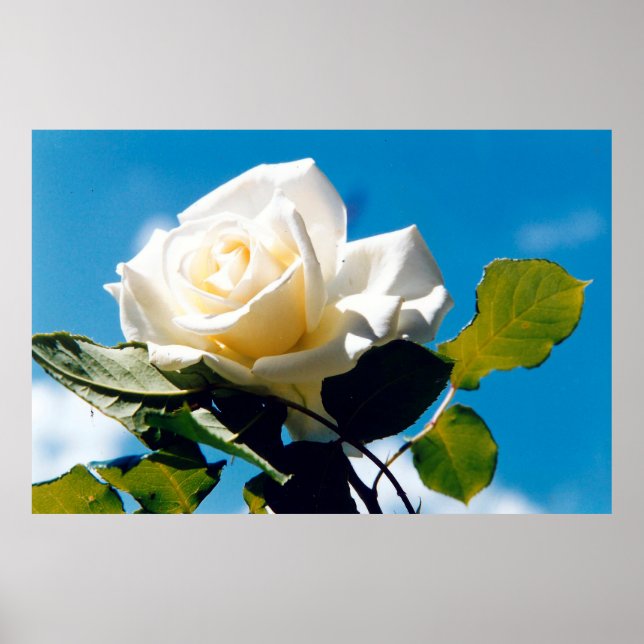 Póster Rosa blanca bajo cielo azul (Frente)