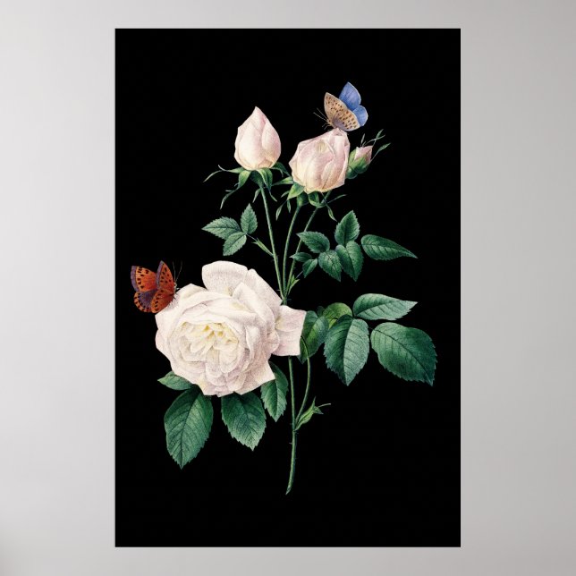 Póster Rosa blanca con fondo negro de mariposa (Frente)