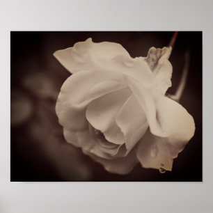 Póster Rosa Blanca Con Lluvias En Sepia
