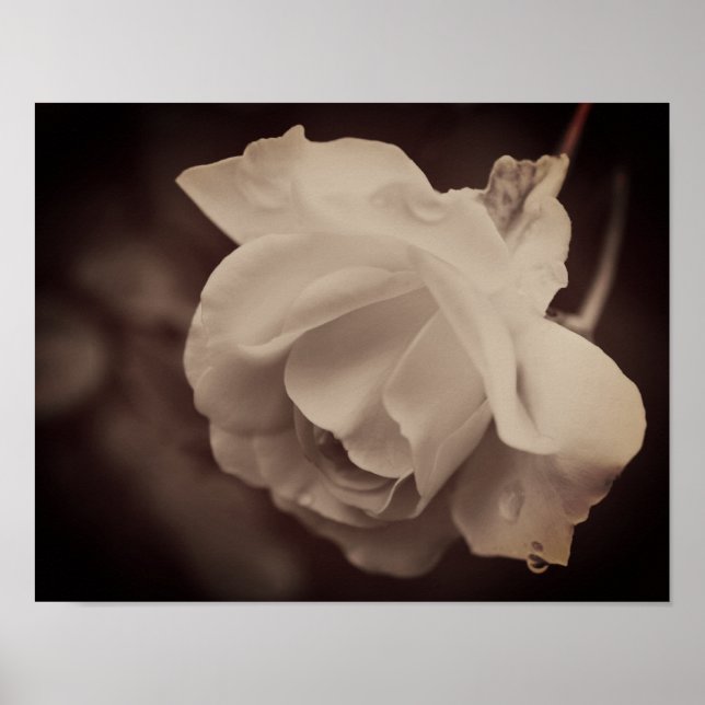 Póster Rosa Blanca Con Lluvias En Sepia (Frente)