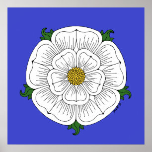 Póster Rosa Blanca de York