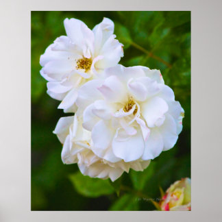 Póster Rosa Blanca en flor